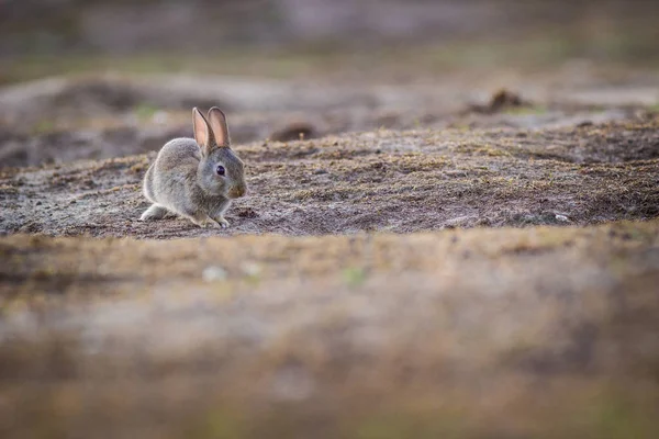 Coniglio Selvatico Nella Natura — Foto Stock
