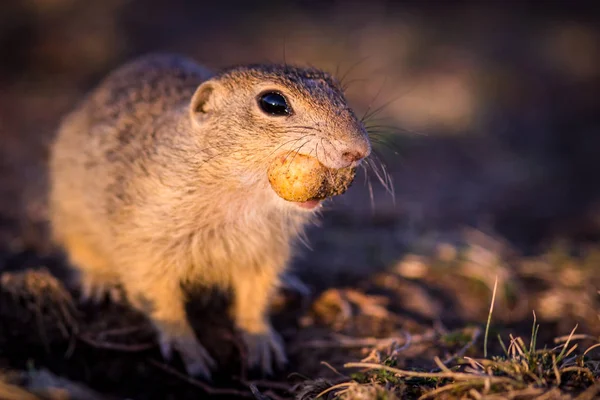 Ground Squirrel Nature — Stock Photo, Image