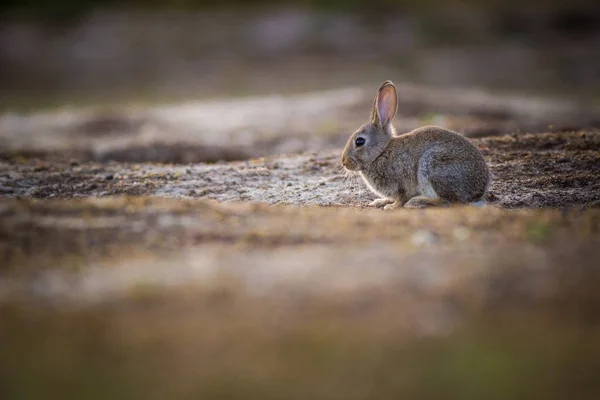 Conejo Salvaje Naturaleza — Foto de Stock