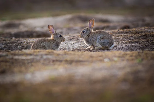 Дикий Кролик Природе — стоковое фото