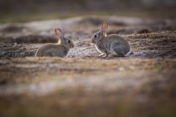 Lapin Sauvage Dans Nature — Photo