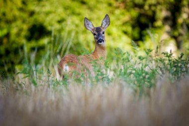 doğada Roebuck memeli