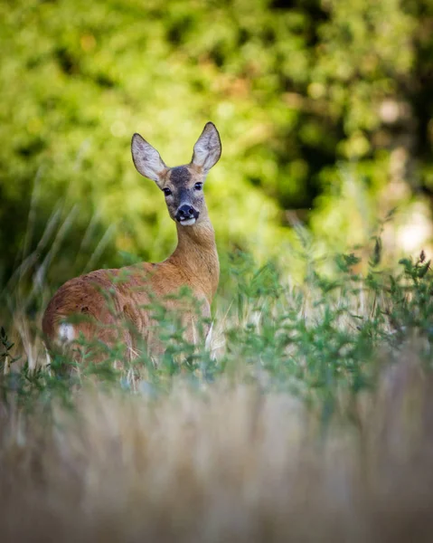 Mammifero Capriolo Natura — Foto Stock