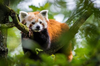 ağaçta panda kırmızısı