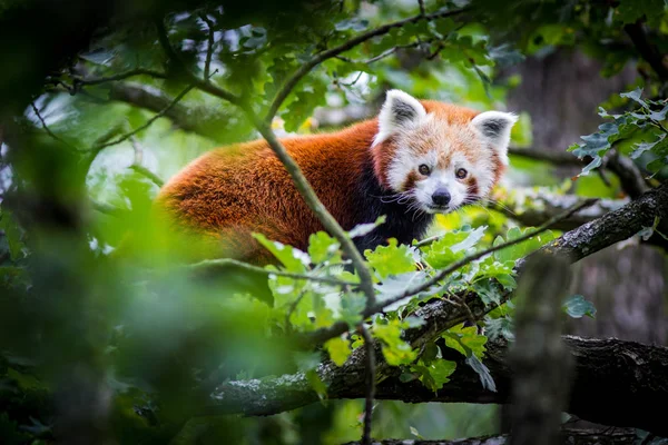 Ağaçta Panda Kırmızısı — Stok fotoğraf