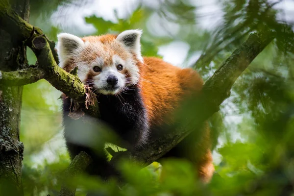 Panda Vörös Fán — Stock Fotó