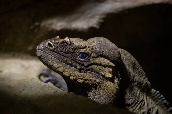 Retrato Lagarto Zoológico — Fotografia de Stock