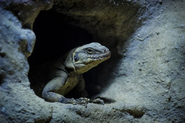 Ritratto Lucertola Allo Zoo — Foto Stock