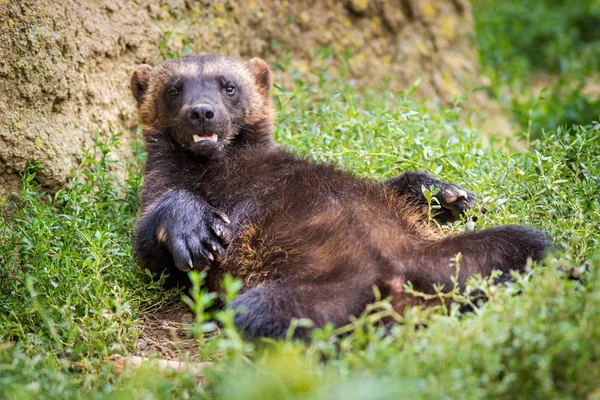 Wolverine animal Stock Photos, Royalty Free Wolverine animal Images | Depositphotos Wolverine animal Stock Photos, Royalty Free Wolverine animal Images | Depositphotos