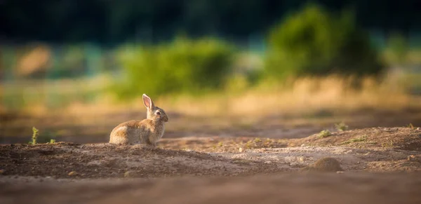 Wild Rabbit Nature — Stock Photo, Image