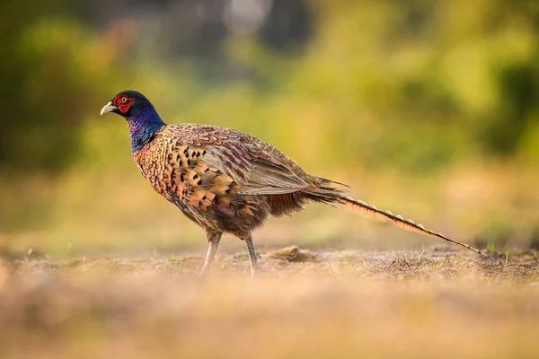 Faisan Commun Dans Nature — Photo