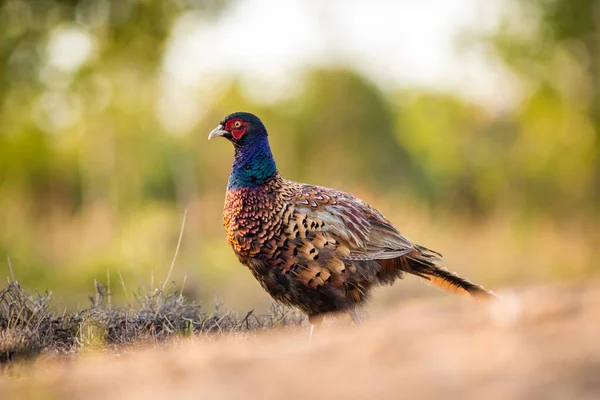 Faisan Commun Dans Nature — Photo