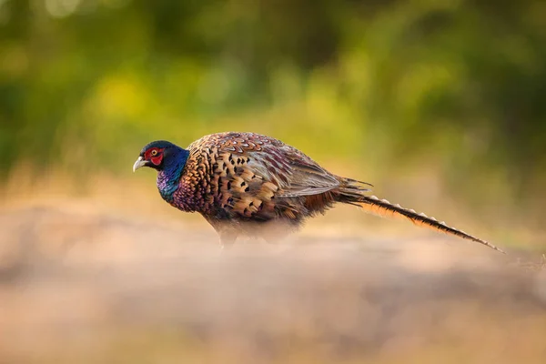 Faisan Commun Dans Nature — Photo