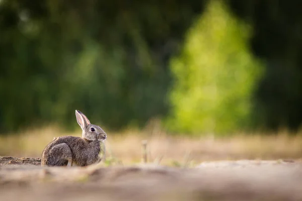 Wildkaninchen Der Natur — Stockfoto