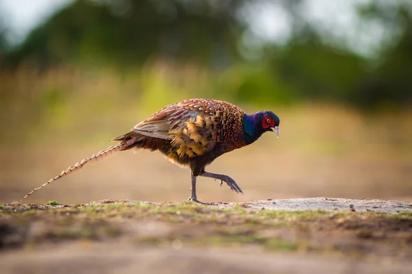 Common Pheasant Nature — Stock Photo, Image