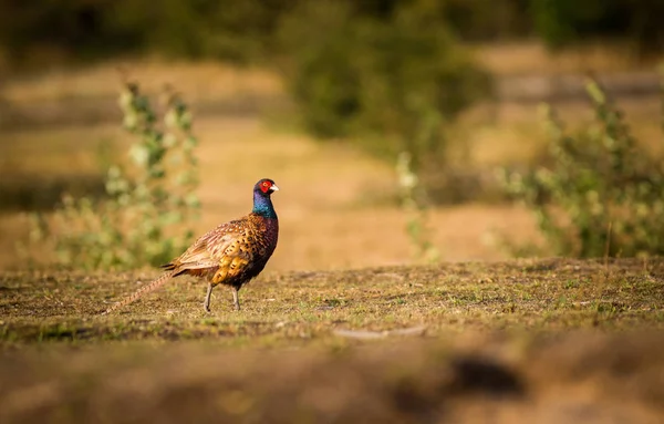 Faisan Commun Dans Nature — Photo