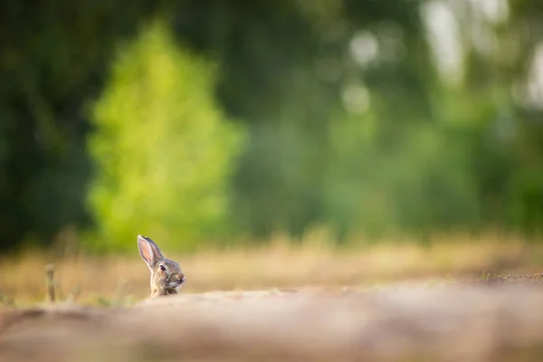 自然の中で野生のウサギ — ストック写真
