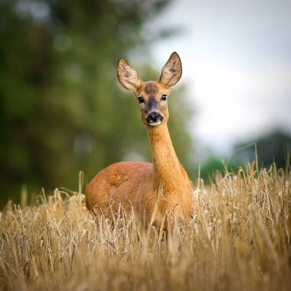 Deer Nature — Stock Photo, Image
