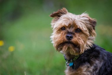 bahçede yorkshire köpek portresi