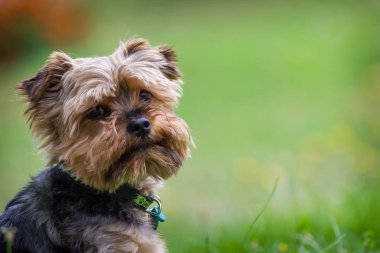 bahçede yorkshire köpek portresi