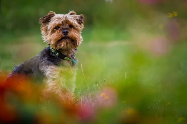 Bahçede Yorkshire Köpek Portresi — Stok fotoğraf