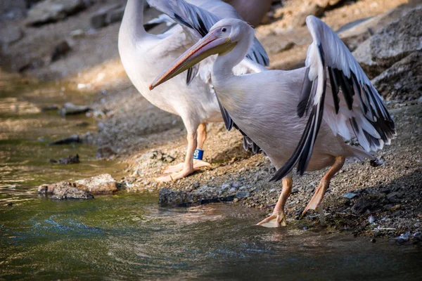 Pelican Water — Stock Photo, Image