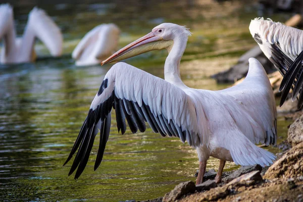 Pellicano Acqua — Foto Stock