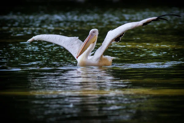 Pelikan Wodzie — Zdjęcie stockowe