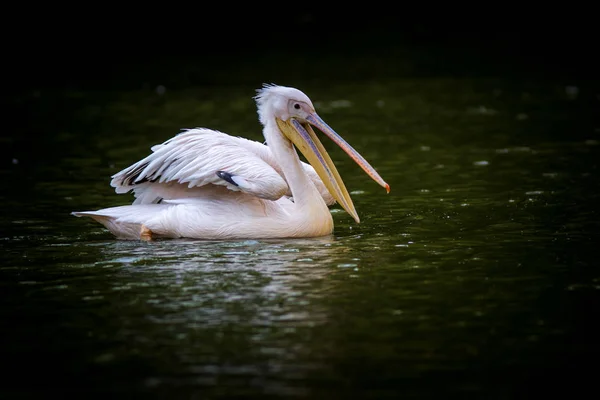Pelikan Wodzie — Zdjęcie stockowe
