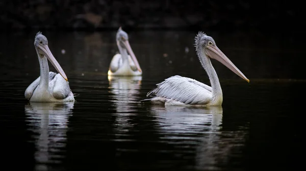 Pélican Blanc Dans Océan — Photo