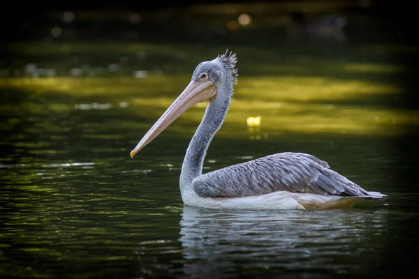 White Pelican Ocean — Stock Photo, Image