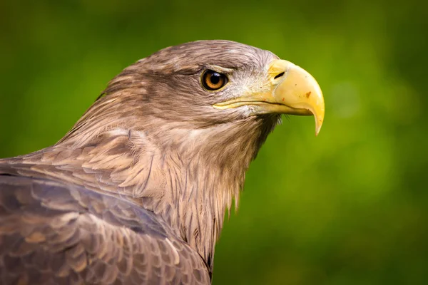 Mořský Orel Portrét Zoologické Zahrady — Stock fotografie