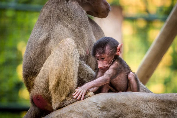 hayvanat bahçesinde babun manto babun