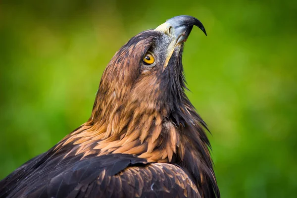 Retrato Roca Águila Naturaleza —  Fotos de Stock