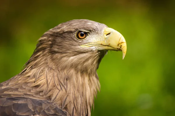 Sea Eagle Portret Van Zoo — Stockfoto