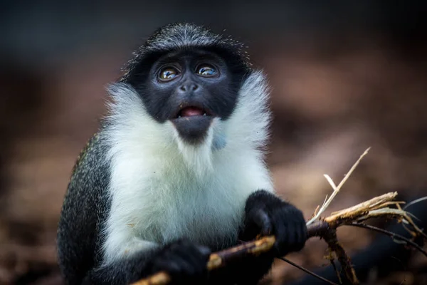 Hayvanat Bahçesinden Vervet Portre — Stok fotoğraf