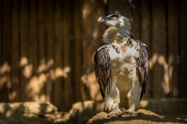hayvanat bahçesinde sakallı akbaba