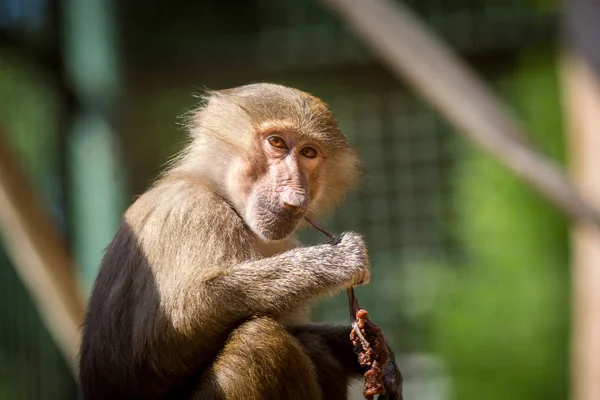 Babbuino Mantello Allo Zoo — Foto Stock