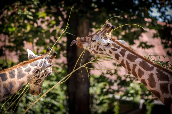 Girafe Portrait Dans Zoo — Photo