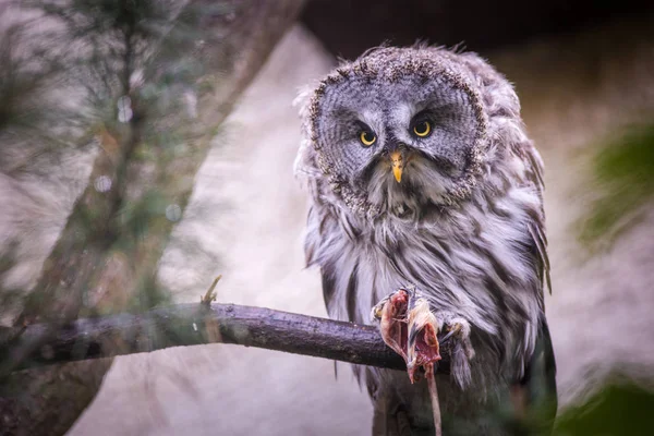 Tawny Sowa Zoo — Zdjęcie stockowe