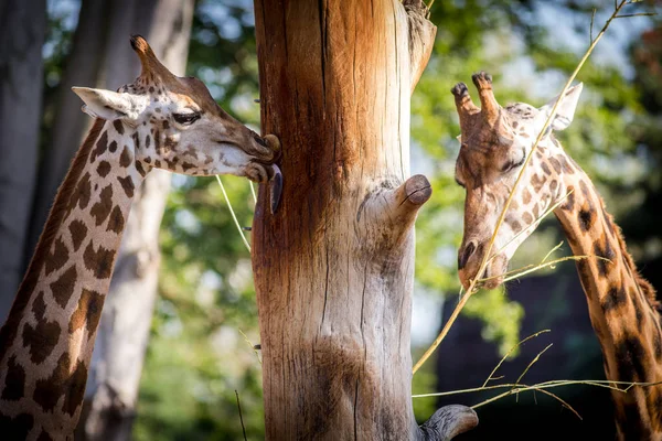 Girafe Portrait Dans Zoo — Photo