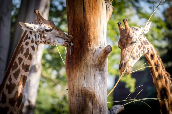 Portret Żyrafy Zoo — Zdjęcie stockowe