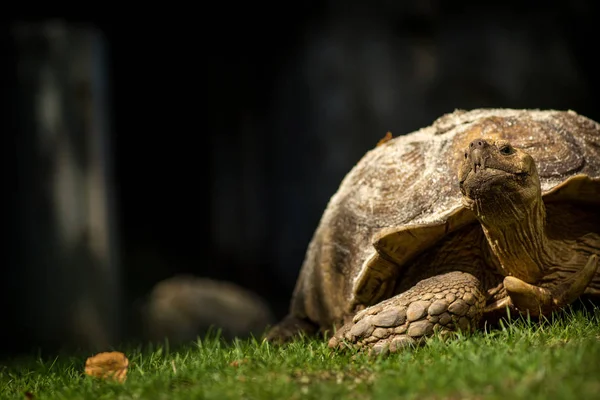 Schildkröte Auf Gras Zoo — Stockfoto