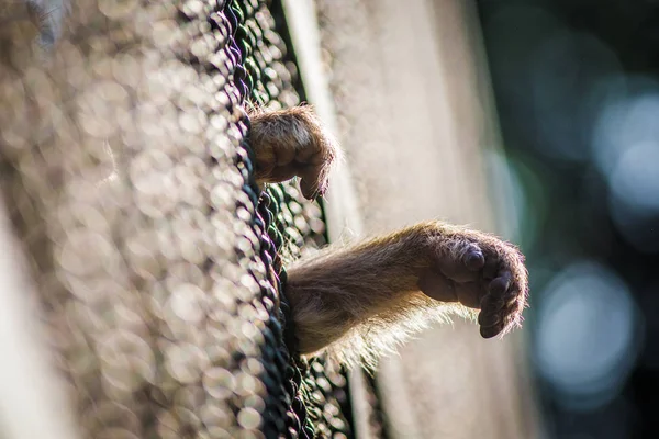 Mantle Baboon Zoo — Stock Photo, Image