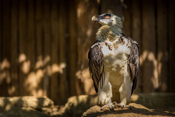 Bartgeier Zoo — Stockfoto