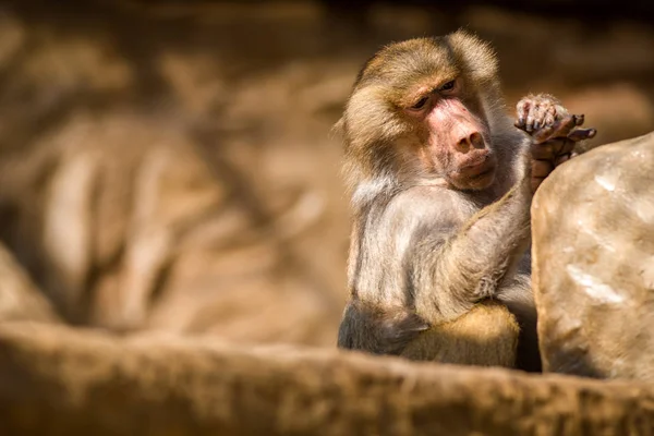 Pawian Płaszcz Zoo — Zdjęcie stockowe