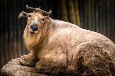 Hayvanat bahçesinde Çin takin
