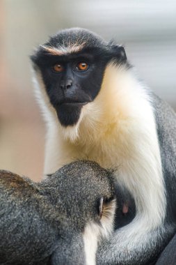 hayvanat bahçesinde vervet maymun