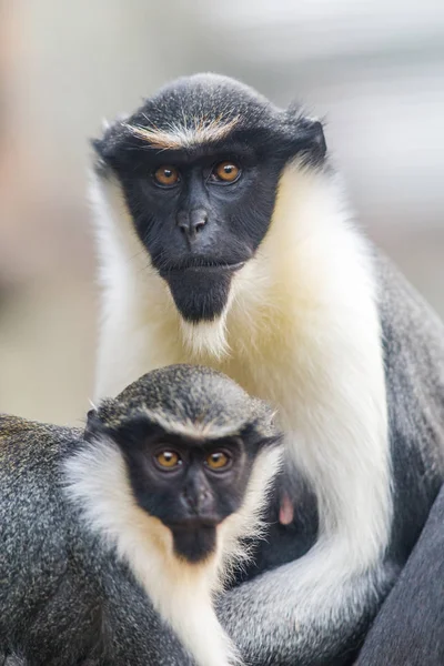 Mono Vervet Zoológico —  Fotos de Stock