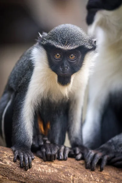 Grön Markatta Monkey Djurparken — Stockfoto